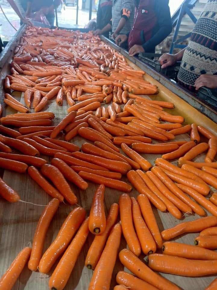 Product image - We are  ( Kemet farms )  here  in Egypt 
we export all agricultural crops with high quality .
Fresh_carrot 
● we can Delivery your request for any country
● Grade A
● packing : 10  kg per bag
● for Orders please send your message call Us +201271817478
● Export  manager
mrs/ Donia Mostafa